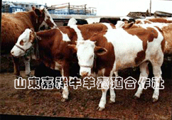 供应改良肉牛犊